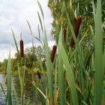 Cattail leaves close up with a few brown flowers.