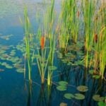 Cattails amongst water lilies in water.