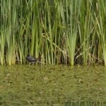 Cattail leaves behind floating weeds and a bird.