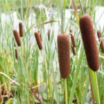 Cattail flowers really close up.