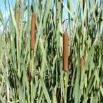 Cattail plants with a few flowers.