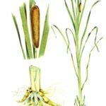 Drawing of cattail plants.
