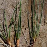 Isolated Chinese water chestnut groups with roots showing.