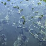 Clasping leaf pondweed at the surface of the water.