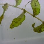 Extreme close up of one clasping leaf pondweed plant showing the stem and a few leaves.