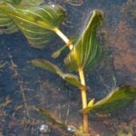 Close up of clasping leaf pondweed lengthwise at the top of the water.