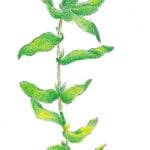 Drawing of clasping leaf pondweed.