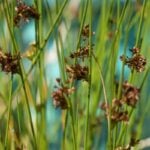 Common rush flowers close up.