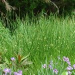 Common rush in a field.