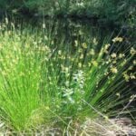 Common rush coming out of the ground.