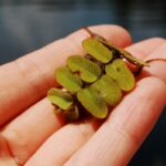 Close up of a hand holding common Salvinia.