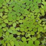 Cluster of common Salvinia in the water.