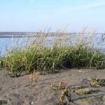 Cordgrass on a beach.