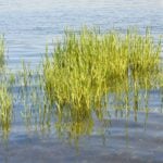 Cordgrass in clear water with rocks.