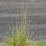 Cordgrass cluster with water in the background.