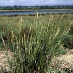 Cordgrass in a field with water behind.