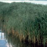 Cordgrass groups in water.