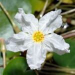 Crested floating heart flower.