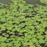 Crested floating heart lots of leaves and flowers in water.