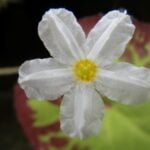 Crested floating heart flower close up.