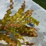 Curly leaf pondweed one plant close up with many leaves on the edge of a boat.