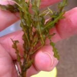 Curly leaf pondweed in hand.