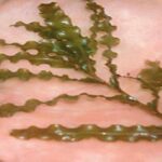 Curly leaf pondweed extreme close up in palm.