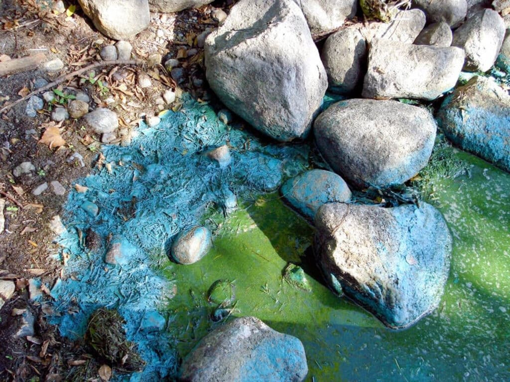 Cyanobacteria in water and on rocks on shore.