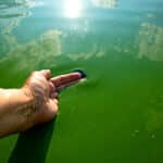 Cyanobacteria with hand going into the green water.