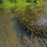 Egeria infestation in pond coming up to the surface.