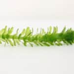One Egeria plant with white background.