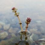 Eurasian watermilfoil flowers emerging from the water's surface.