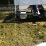Eurasian watermilfoil covering large area floating under water surface near pontoon.