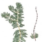 Drawing of Eurasian watermilfoil.