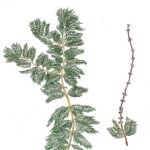 Drawing of Eurasian watermilfoil.