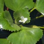 Close up of European water chestnut flower.