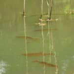 Murky water with excess nutrients, fish swimming a few inches below surface.