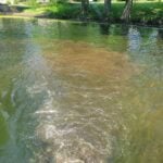 Organic debris with excess nutrients stirred up behind boat.