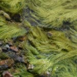 Stringy filamentous algae covering rocks.