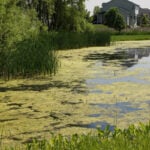 Neighborhood pond covered in filamentous algae.