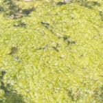 Close up of filamentous algae in a large cluster on a pond.