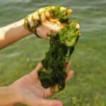 Hand covered and holding filamentous algae.