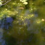 Close up of filamentous algae underneath water with floating bubbles.