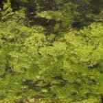 Close up of filamentous algae on a pond.