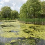 Neighborhood pond covered in filamentous algae.