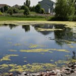 Different angle spots of filamentous algae in a pond.