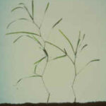 Two flat stem pondweed plants with white background.