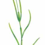 Drawing of flat stem pondweed.