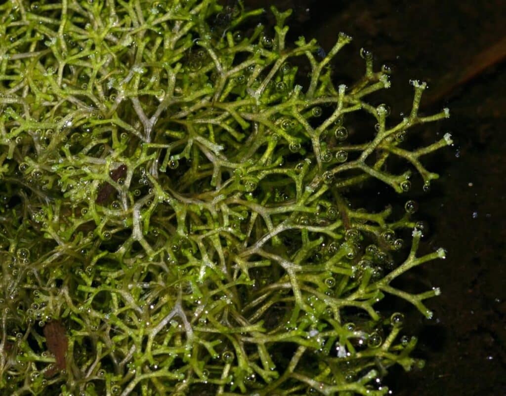 Floating crystalwort close up.