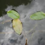 Three leaves of floating leaf pondweed with stems visible below water's surface.